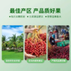 阿联酋进口皇冠椰枣特级大颗粒免洗大黑枣中东进口蜜枣1000g/盒【中欧班列精选】 商品缩略图4