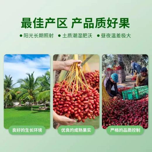 阿联酋进口皇冠椰枣特级大颗粒免洗大黑枣中东进口蜜枣1000g/盒【中欧班列精选】 商品图4