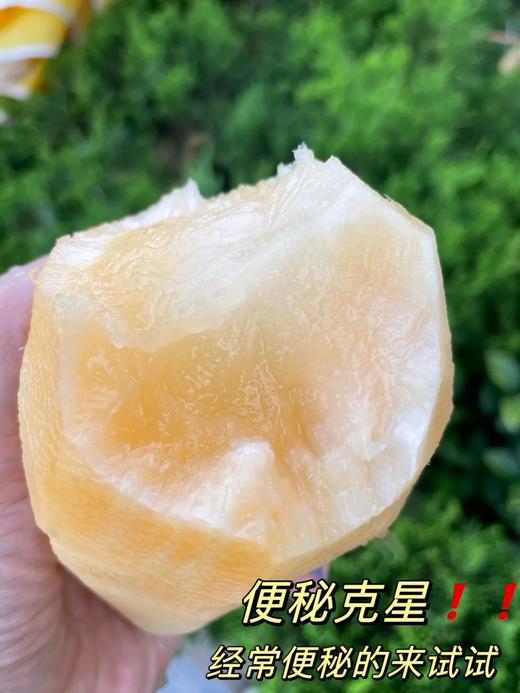 【云南普者黑云水雪莲果】当季鲜果❗新鲜现挖，送削皮刀，连续10年的热销爆款，好评如潮，信赖之选，天然减脂养生果，比苹果更脆，比梨更多汁 商品图1