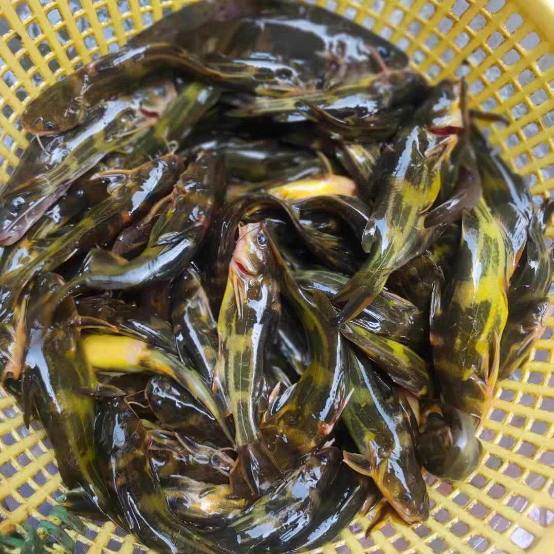 溪流黄鸭叫，1斤装