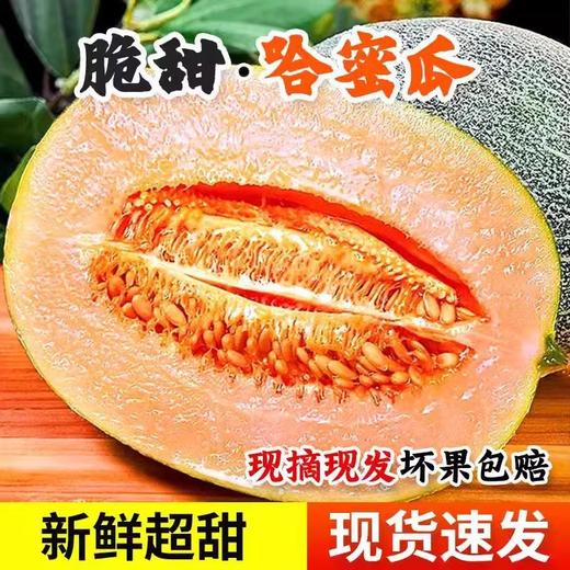爆卖9斤装！【自然生长，手工采摘，阳光充足！】哈密瓜西州蜜 哈密瓜晓蜜25号 当季蜜瓜包邮 新鲜采摘 爆甜多汁 员工福利孕妇水果-QB 商品图0