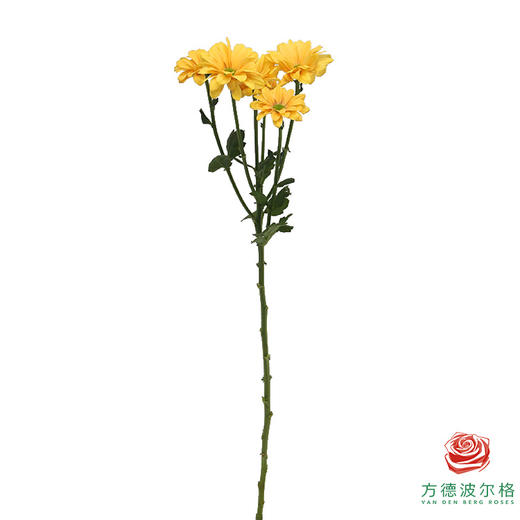 VDB多头小菊-香槟贝贝 商品图5