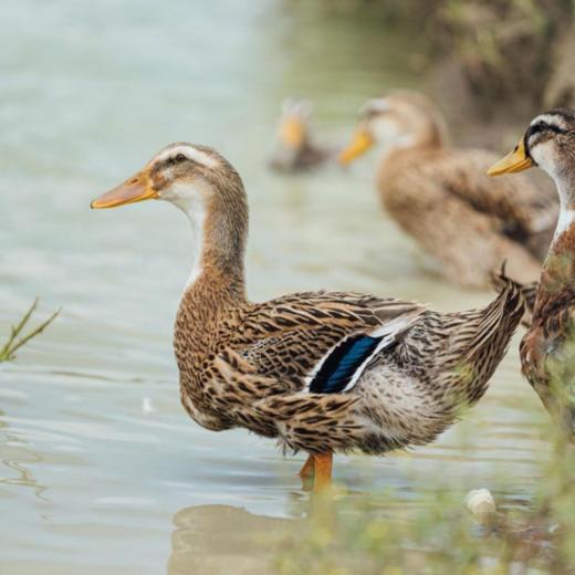 【港点湾秋日进补】池塘放养麻鸭前200单买2只送乌鸡1只要89💰顺丰发货飞🔥鲜美又滋养❗炖一锅滋补麻鸭汤，一口下肚超满足💯 商品图1