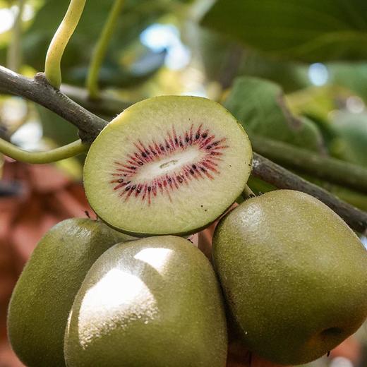 【四川蒲红心猕猴桃】新鲜采摘 自然成熟 细嫩多汁 商品图4