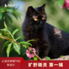 幸运土猫｜旷野精灵 第一辑 公园流浪猫TNR项目摄影 原创明信片 小猫文创 包邮 商品缩略图0