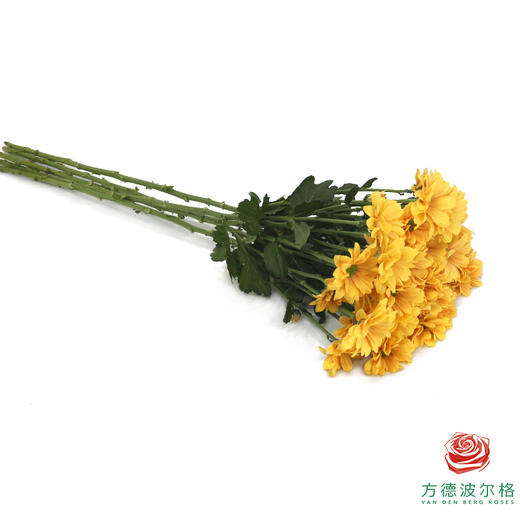VDB多头小菊-香槟贝贝 商品图4