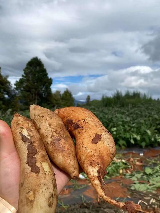 【云南普者黑云水雪莲果】当季鲜果❗新鲜现挖，送削皮刀，连续10年的热销爆款，好评如潮，信赖之选，天然减脂养生果，比苹果更脆，比梨更多汁 商品图4