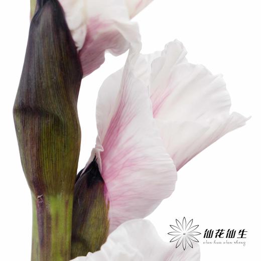 染色剑兰 | 紫色(上色不一,介意慎拍) 商品图7