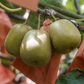 【四川蒲红心猕猴桃】新鲜采摘 自然成熟 细嫩多汁