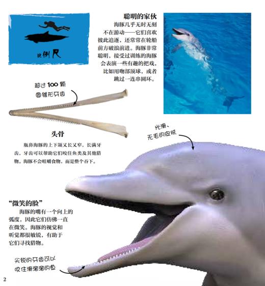 《DK翻开海洋动物》 商品图10