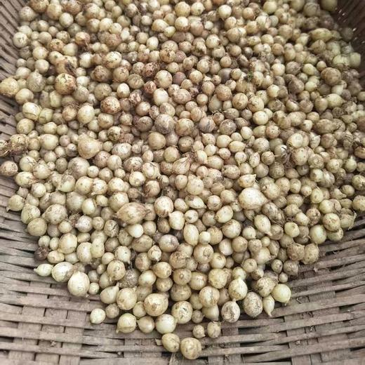 生态薤白（野葱/小根蒜） | 合作生产 * Ecological Allii Macrostemonis Bulbus | Partner Production 商品图3