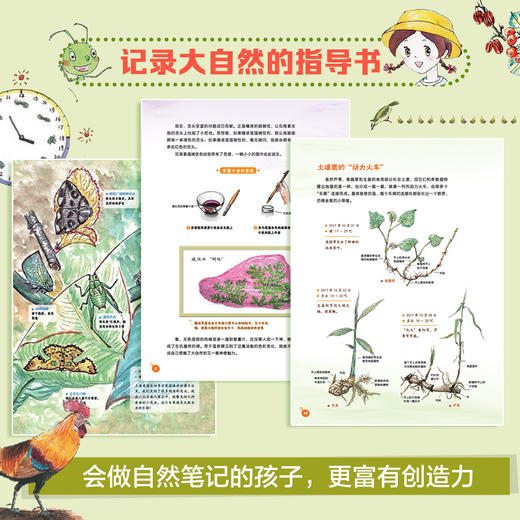 我的自然笔记1+2辑 让孩子探索世界的自然科普书科学绘本 商品图3