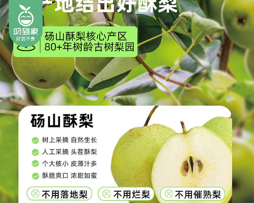 【预售-12月29日配送】喜善花房纯梨膏/1桶（10g*21条）生产日期：25年9月 商品图2