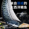挪威进口鲭鱼丨营养不输三文鱼还更便宜，一水北大西洋海域鲭鱼 商品缩略图5