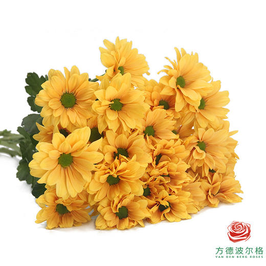 VDB多头小菊-香槟贝贝 商品图3