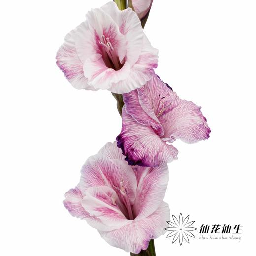 染色剑兰 | 紫色(上色不一,介意慎拍) 商品图0