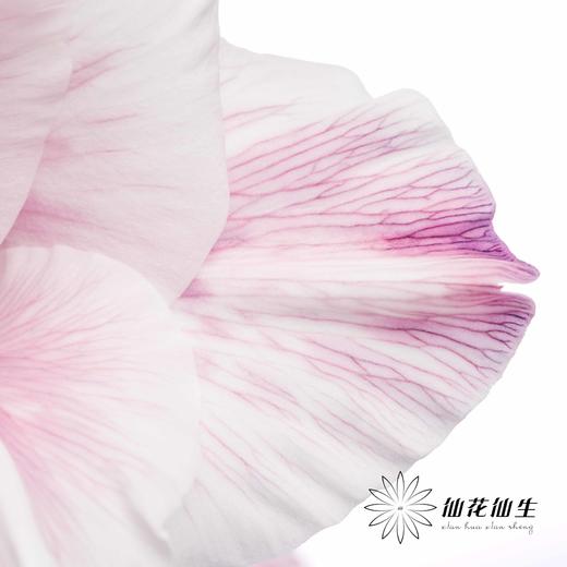 染色剑兰 | 紫色(上色不一,介意慎拍) 商品图6