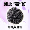 【桑园公社】紫桑葚干 商品缩略图2