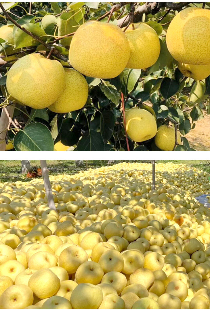 砀山酥梨详情页_09