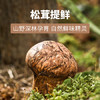 松鲜鲜松茸鲜调味料125g*3瓶【0添加 松茸提鲜】代替盐鸡精味精炒菜调味 /粮油调味 /调味品 /味精/鸡精 商品缩略图0