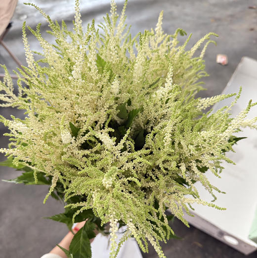 络新妇.白色 商品图1