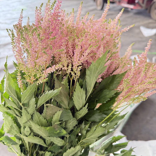 络新妇.粉色 商品图0