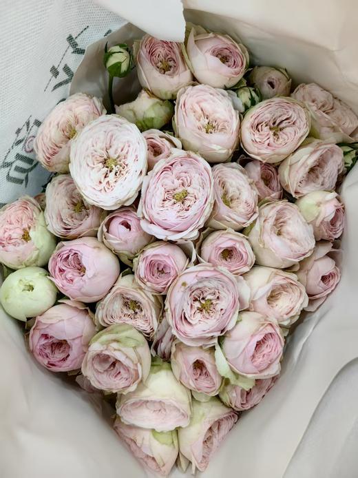 国产多头玫瑰花酷皮10支 商品图3