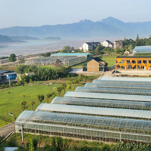 象山火龙果 宁波供销社推荐 绿色基地认证 商品图4