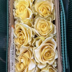 厄瓜多尔玫瑰Camel