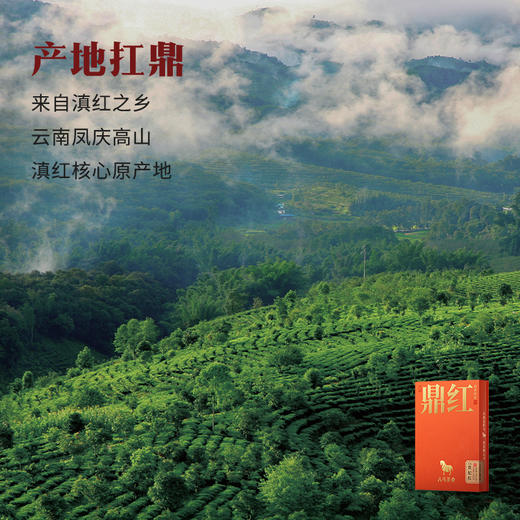 八马茶业 | 鼎红10000·贵妃红老树红茶50g（12包） 商品图1