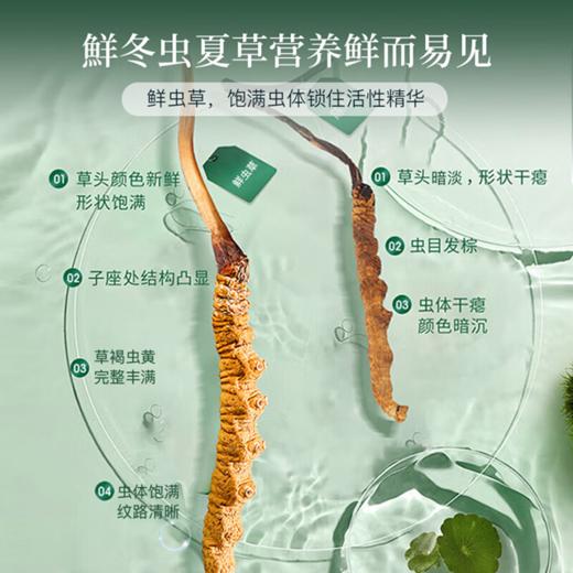 北京同仁堂元力仙专订鲜虫草0.4-1.2g/根 商品图1