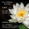 【中欧班列】意大利原装进口东方宝石香氛液体皂沐浴清洁家用洗手液 300ml  ON 商品缩略图3