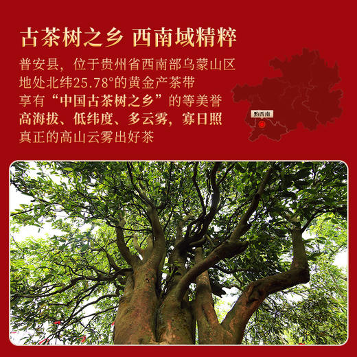正山堂 普安红斓 锦 曦骏眉中国大叶种红茶组合正宗品鉴装试饮集9g 商品图4