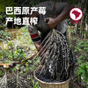 王饱饱【超模同款】巴西莓粉花青素果蔬纤维粉冲饮品独立包装3.5g*10 /水饮冲调 /冲饮谷物 /果蔬粉 商品缩略图2