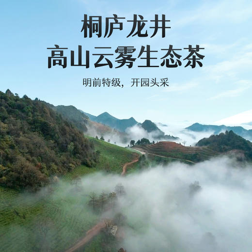 艺福堂桐庐龙井茶250g/包特级 商品图3