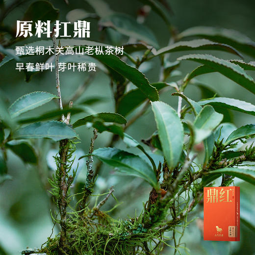 八马茶业 | 鼎红10000·老枞小种尊享装50g（12包） 商品图2