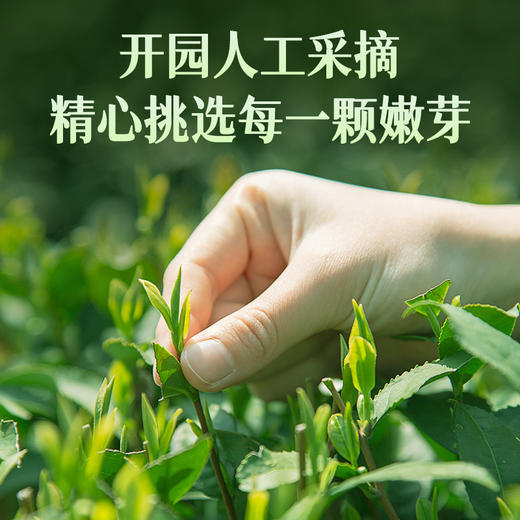 艺福堂桐庐龙井茶250g/包二级 商品图2