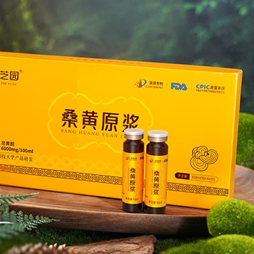 桑黄粉/原浆/原切代用茶 长白山下的“森林黄金”   滋补营养高 商品图1