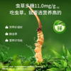 北京同仁堂元力仙专订鲜虫草0.4-1.2g/根 商品缩略图3