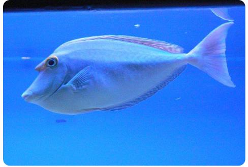 独角吊Naso unicornis 商品图2