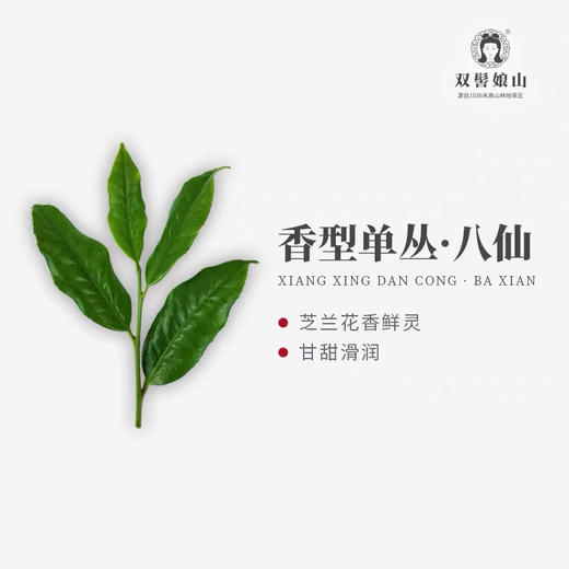 乌龙茶·凤凰单丛｜双髻娘山·高山有机·特级·八仙凤凰单枞 潮州乌龙茶凤凰单从芝兰香 规格：125g*1罐 商品图3