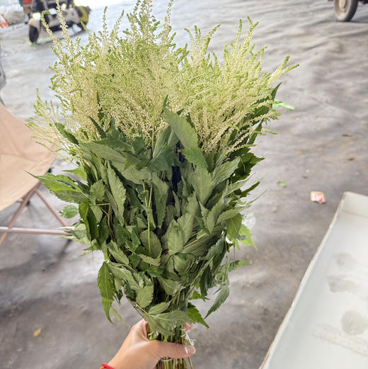 络新妇.白色 商品图3