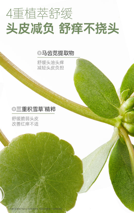 袋鼠妈妈青少年控油轻盈洗发水(空灵之境)-200ml-A 商品图6