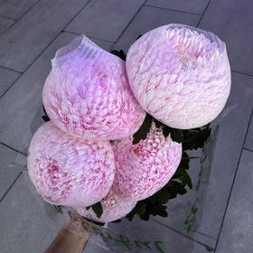 丰岛牡丹菊（肉粉）