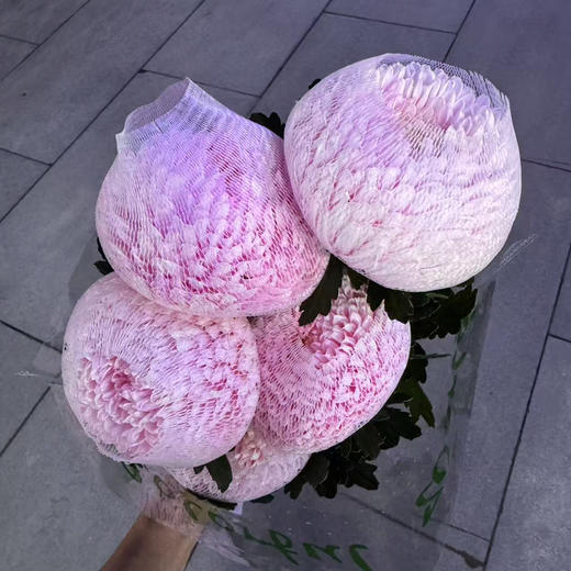 丰岛牡丹菊（肉粉） 商品图0