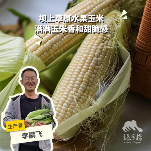 生态水果玉米/甜糯玉米（河北） | 合作生产*Eco-Sweet corn | Coproduction 商品图0