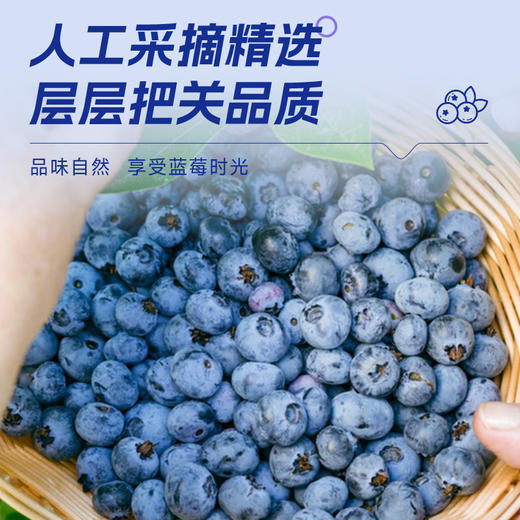 双12 寒地蓝莓原浆 30ml*20袋/盒 商品图8