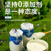 【新疆0添加小白罐酸奶】自然发酵，口感醇厚，奶香浓郁！不仅是0添加，还是活性益生jun酸奶！加水果、坚果营养又丰富！【MS-J】 商品缩略图0