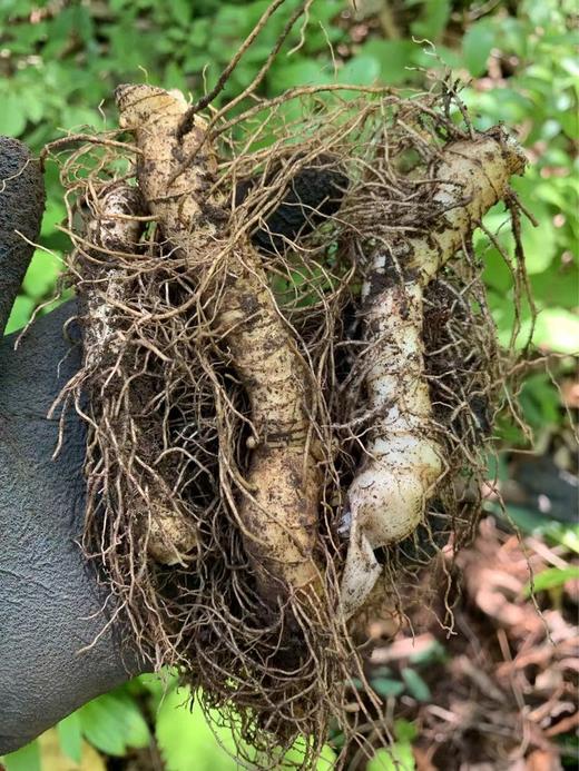 云南野生玉竹 野外自然生长无农残无硫熏 养阴润燥 商品图2