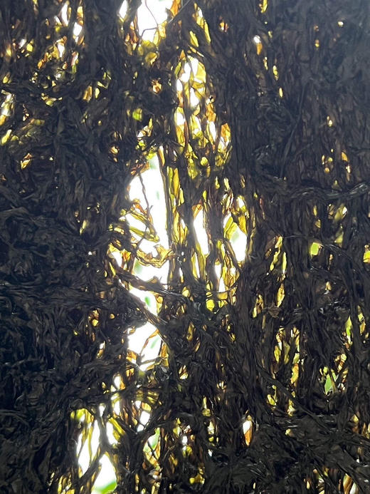 鲜美好吃｜长岛野生头水紫菜 商品图0